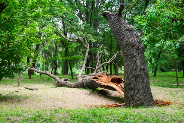Best Tree Removal  in Watsontown, PA