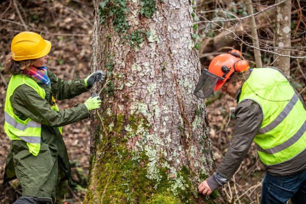 Best Tree Cabling and Bracing  in Watsontown, PA