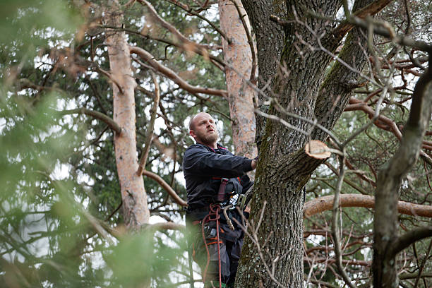 Reliable Watsontown, PA Tree Care Solutions