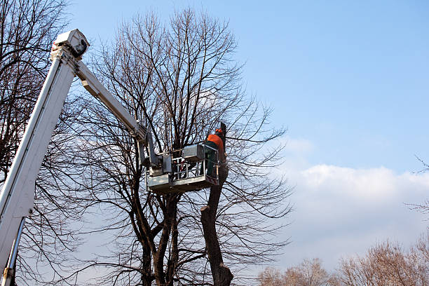 Best Tree Risk Assessment  in Watsontown, PA