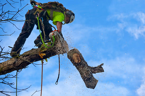 Best Stump Grinding and Removal  in Watsontown, PA